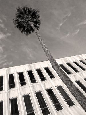 Fuller Warren Building with Palm