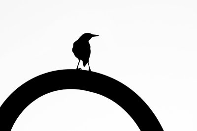 Bird on a Curve