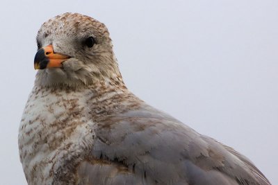 Gull Up Close and Personal