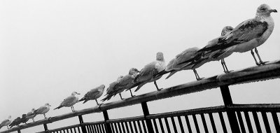 Gulls in a Row