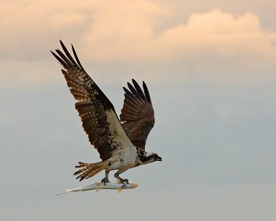 Osprey and Catch Two