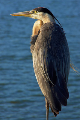 Heron