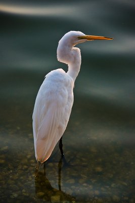 Egret