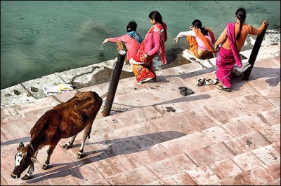 Cow & Women on the ghats