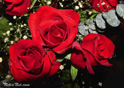 Rose Boquet