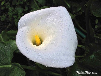 Another Calla