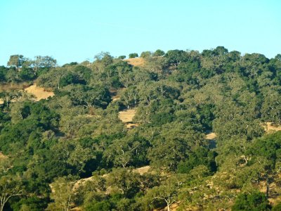 Heading Home - Oak Covered Hillside