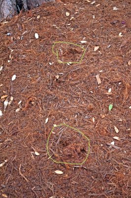 Oh oh!  Deer Footprints