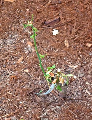Deer Trimmed Rose