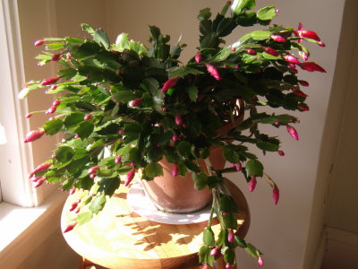 thanksgiving cactus.jpg