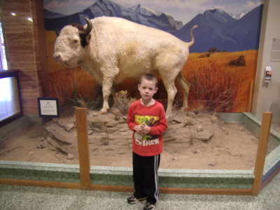Montana Historical Society  white bull (good omen)