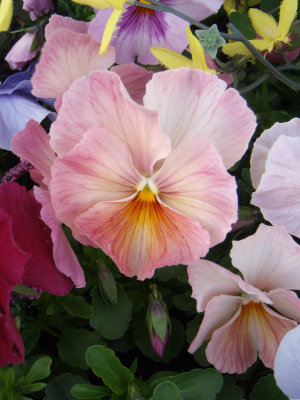 GEDC0935.JPG