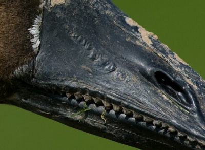 crop 1 of 1-2.jpg