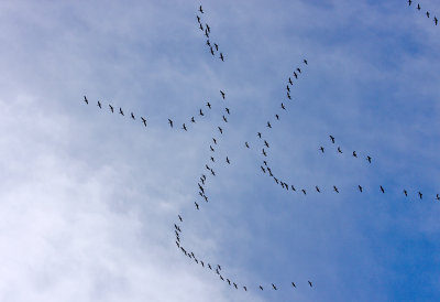 These Geese Fly in a Capital 'H'
