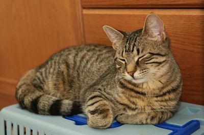 New Cat