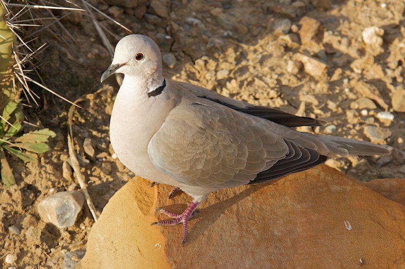 andalousbirds 3.jpg