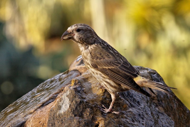 birds 1.jpg