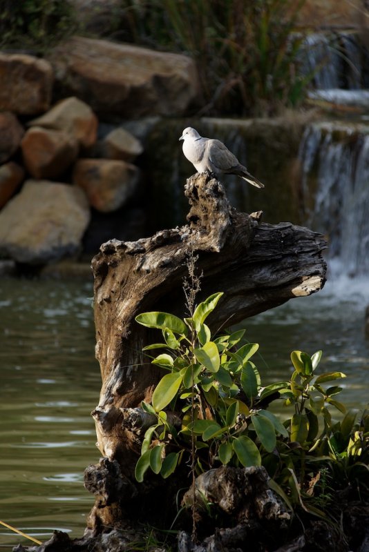 birds 2.jpg
