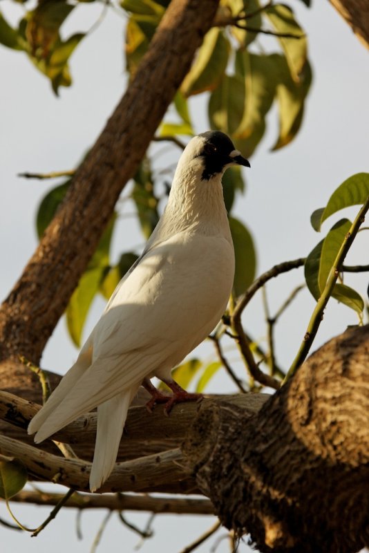 birds 3.jpg
