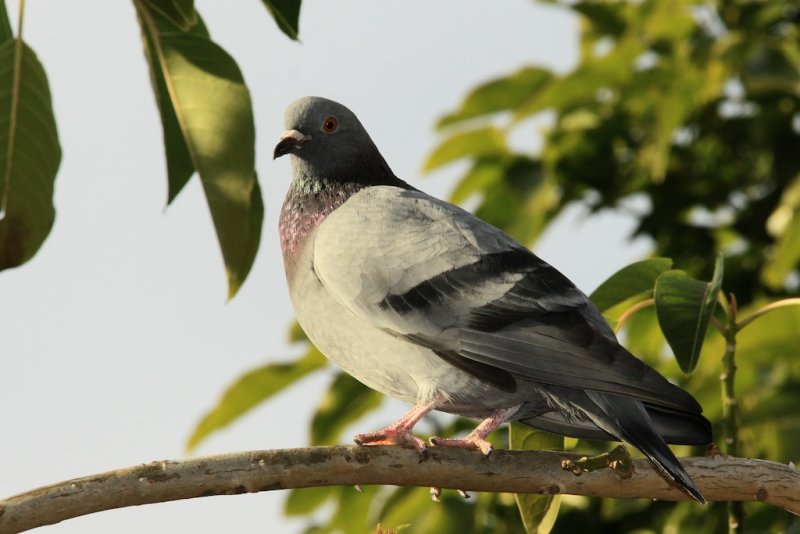 birds 4.jpg