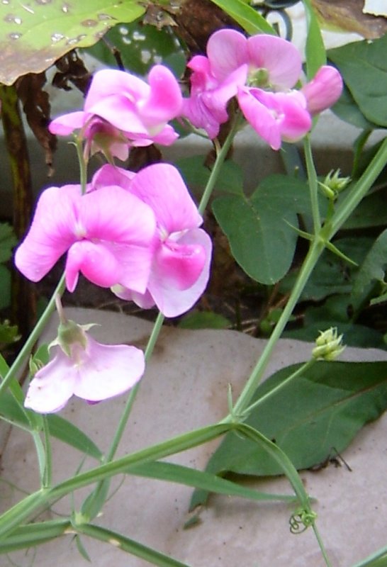 Sweet Peas (bush-type)