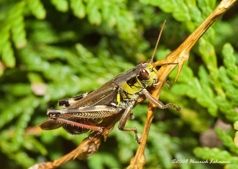 GP4189-Red-legged Locust.jpg