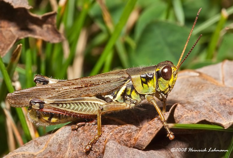 GP4198-Red-legged Locust.jpg