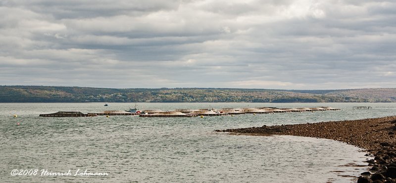 GP2494-Salmon Farm.jpg