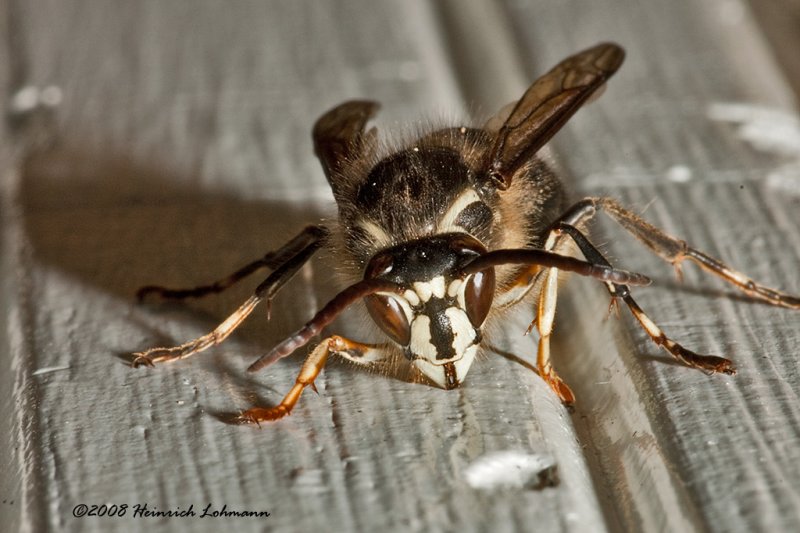 GP2058-Bald-faced Hornet.jpg