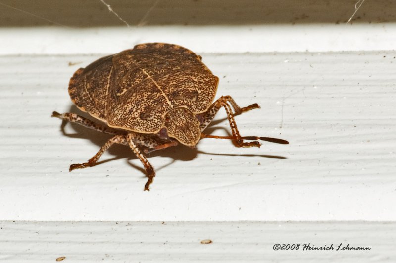 GP2326-unidentified Bug.jpg