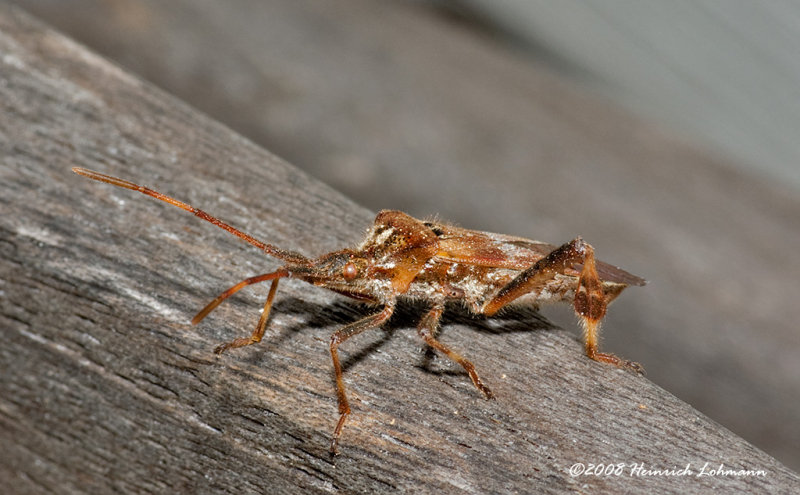 GP1837-Unidentified Bug.jpg