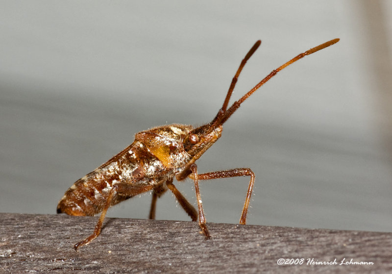 GP1844-Unidentified Bug.jpg