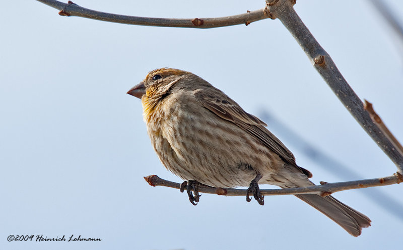 IGP5802-House Finch.jpg