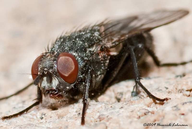 K201070-Flesh FLY.jpg