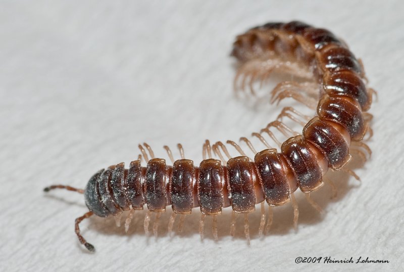 K201087-Millipede.jpg