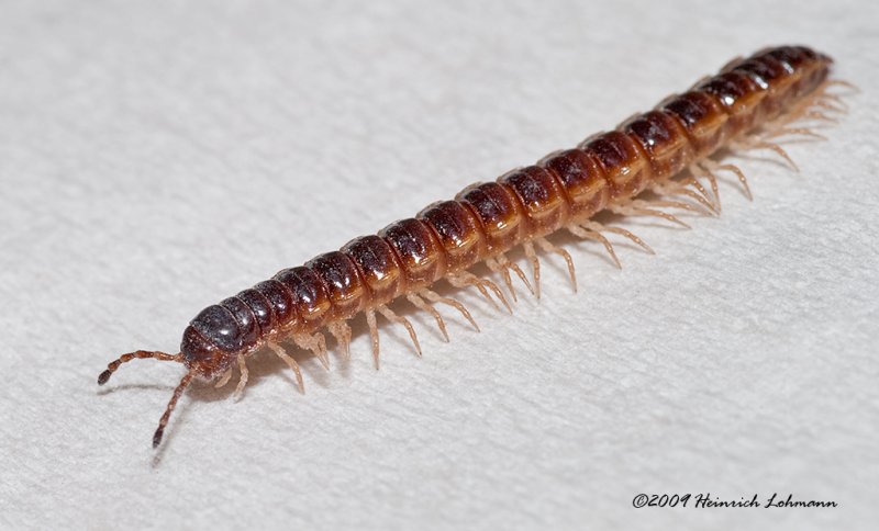 K201100-Millipede.jpg