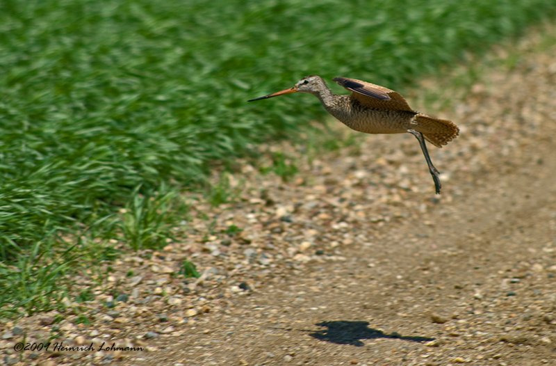 K209973-Marbled Godwit.jpg