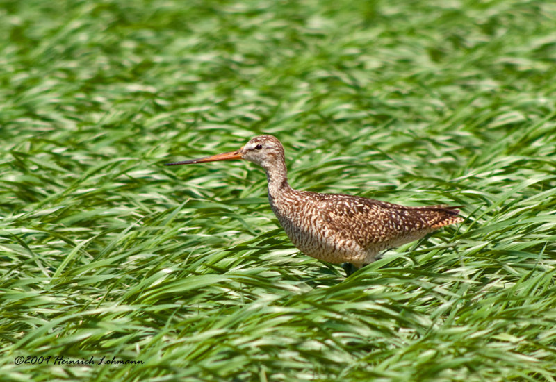 K209976-Marbled Godwit.jpg