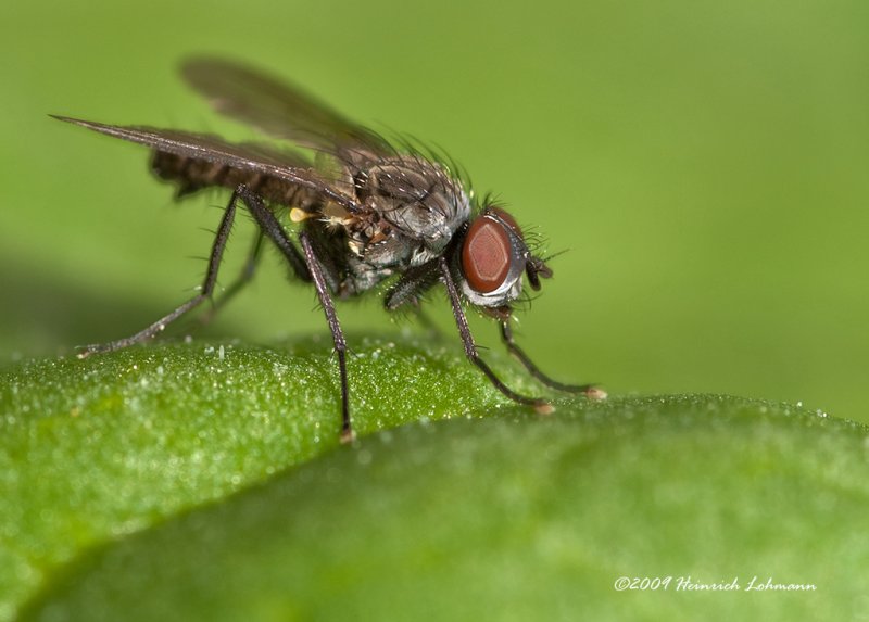 K210330-Unidentified small fly.jpg