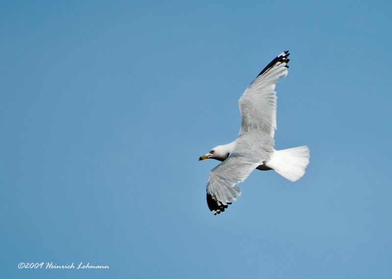 K203721-Ring-billed Gull.jpg