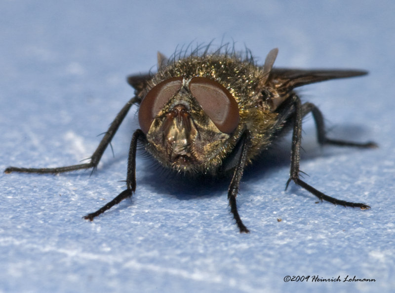 K206142-unidentified fly.jpg
