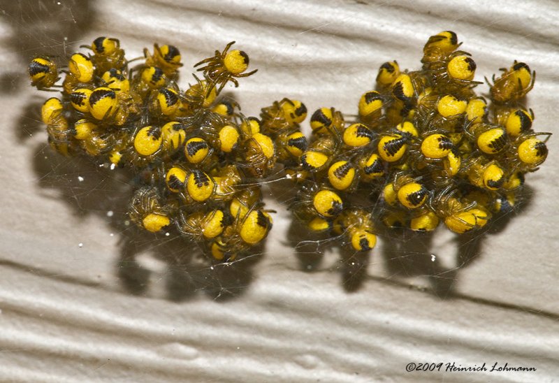 K206496-Orbweaver Hatch.jpg