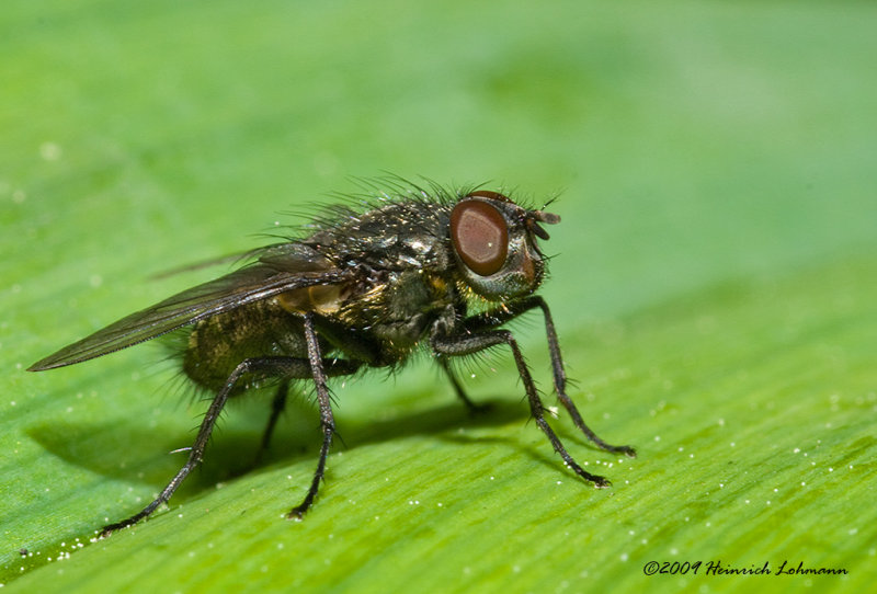 K206651-Unidentified Fly.jpg
