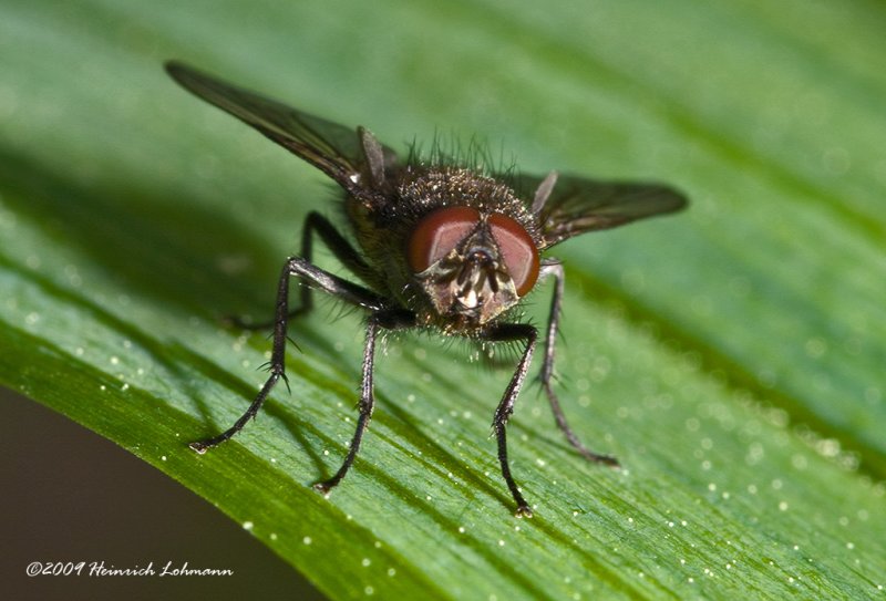 K206659-Unidentified Fly.jpg