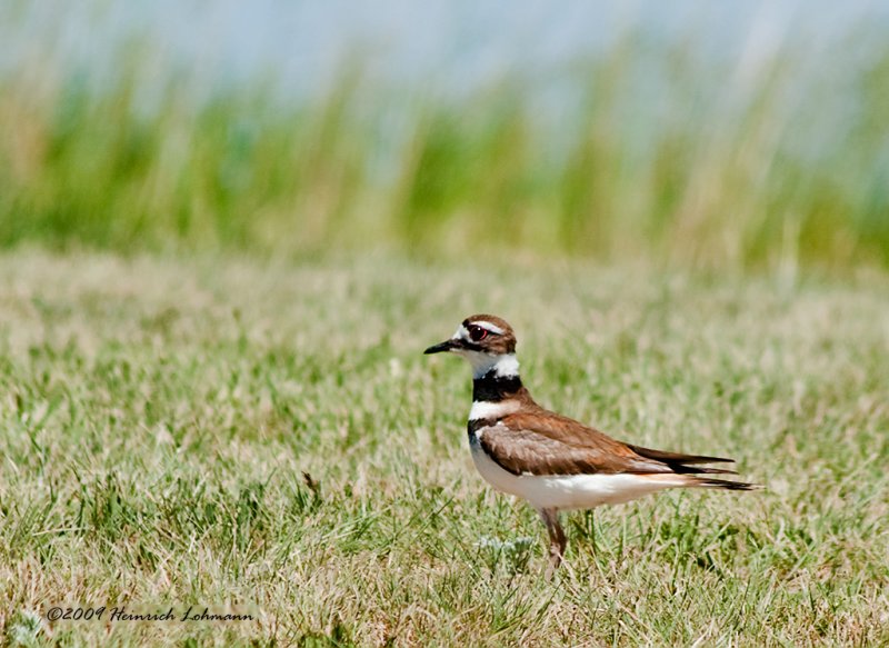 K209801-Killdeer.jpg