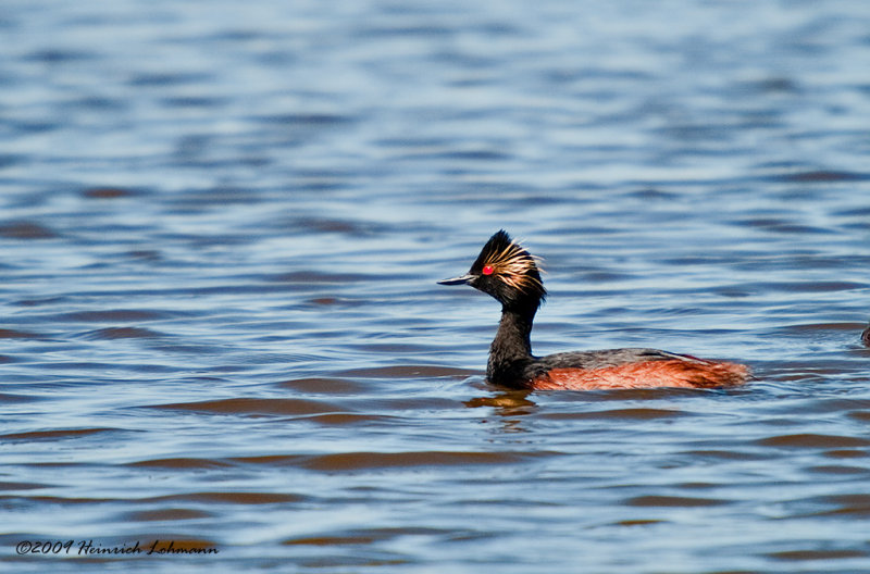 K209439-Eared Grebe.jpg