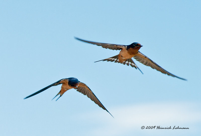 K209684-Barn Swallows.jpg