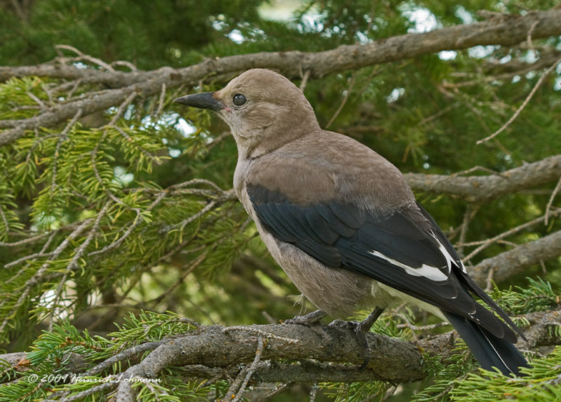 K213774-Clarks Nutcracker.jpg