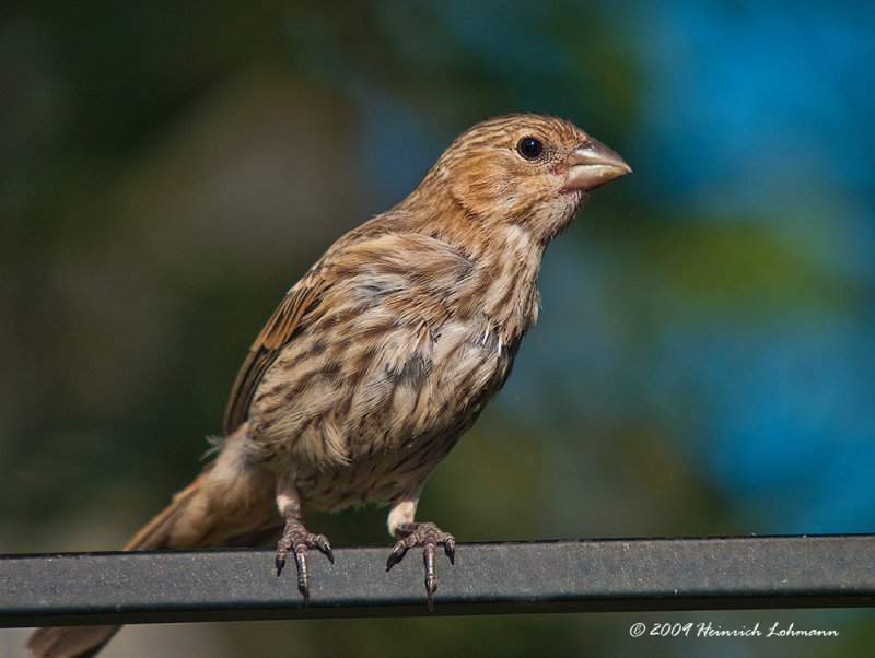 K214779-House Finch female.jpg