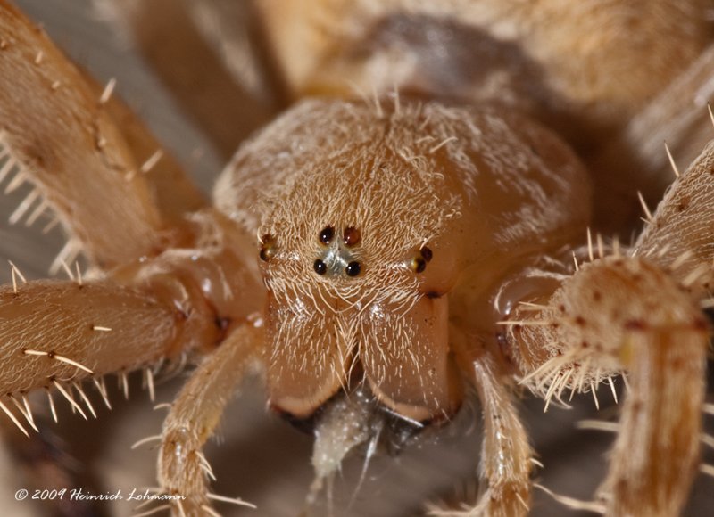 K216751-Orb-Weaver.jpg